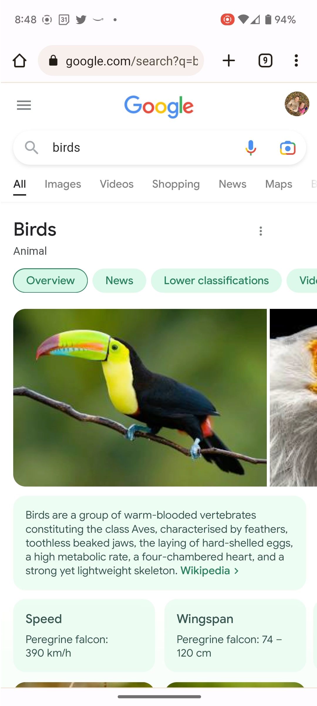 Captura de tela da pesquisa do Google Chrome usando o telefone para pássaros.