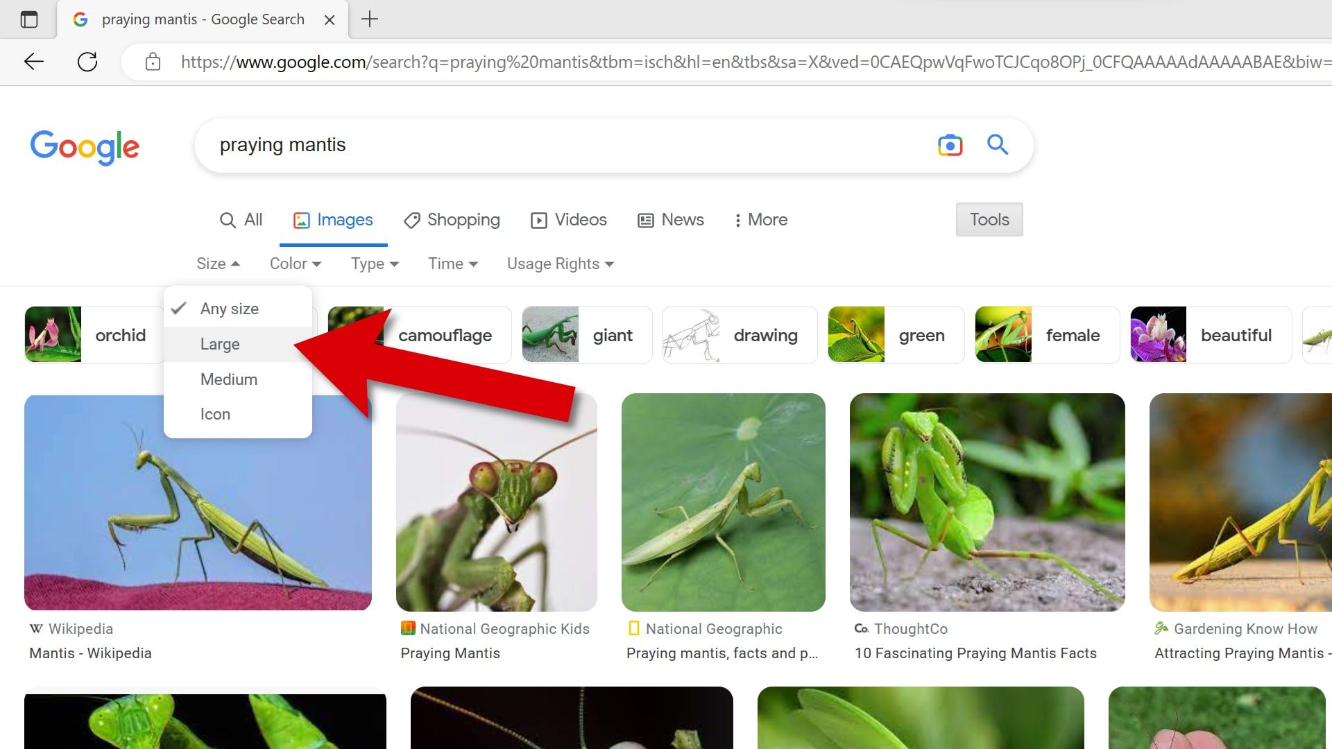 O Imagens do Google tem a opção de escolher o tamanho de imagem de sua preferência