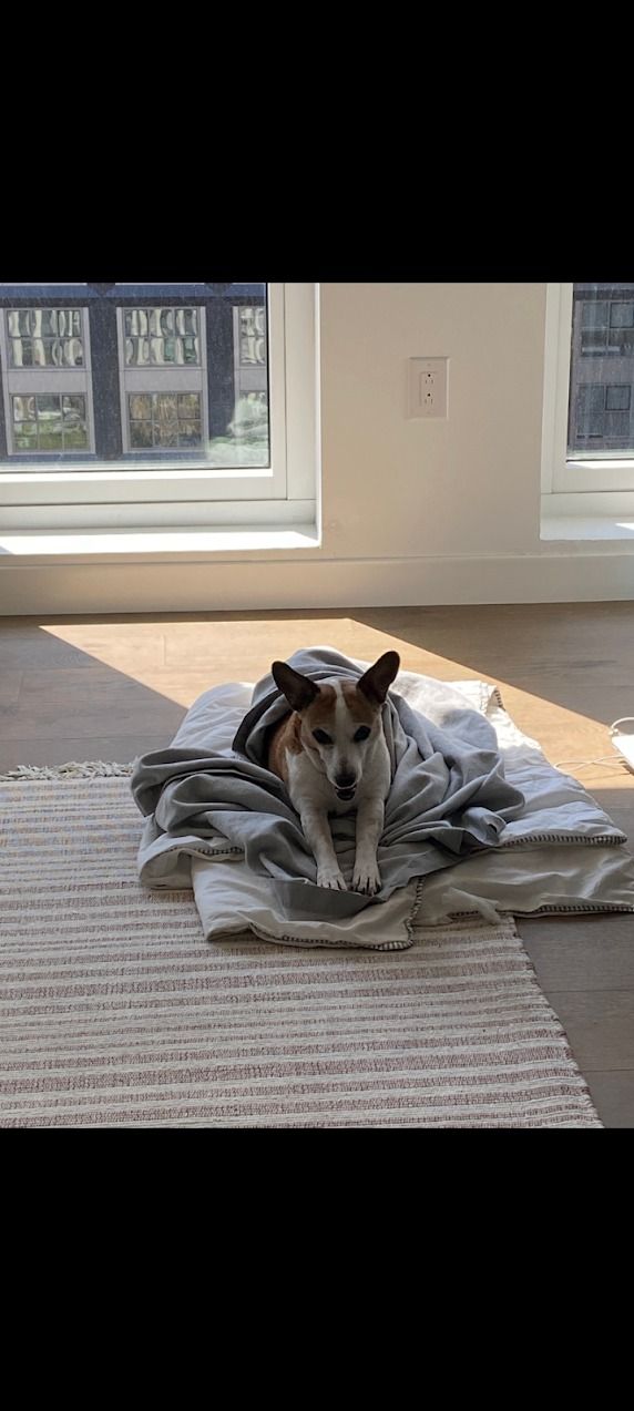 cachorro no cobertor no quarto bege