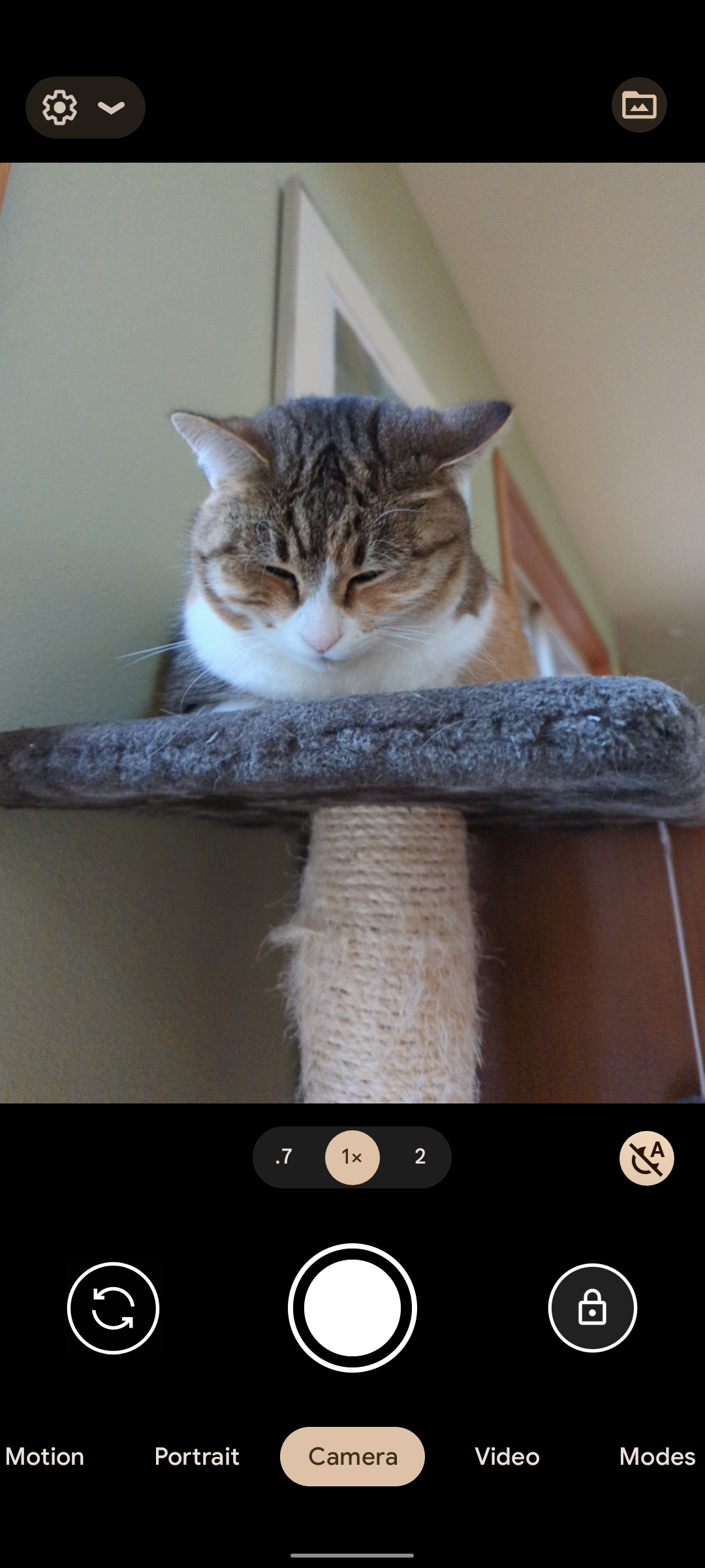 Captura de tela do aplicativo de câmera do smartphone Google Pixel com a imagem de um gato
