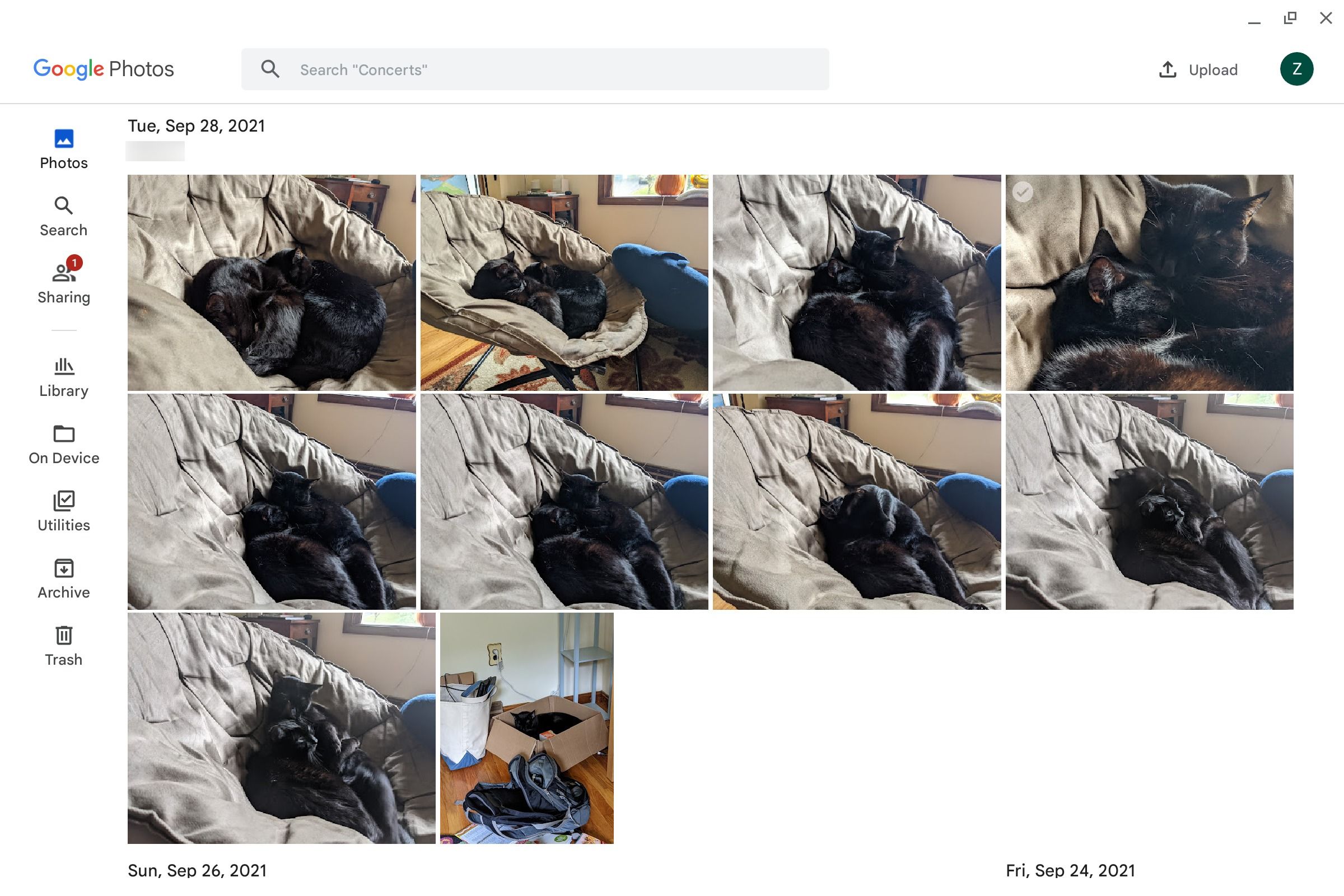 O aplicativo Google Fotos em um Chromebook com muitas fotos de gatos