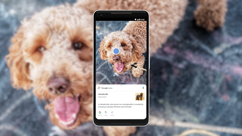 Uma imagem que mostra um telefone com uma tela Labradoodle com detalhes da raça enquanto o mesmo cachorro está ao fundo.