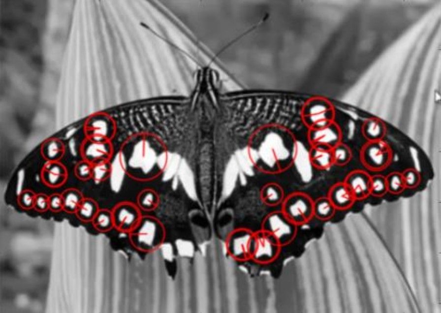 Um exemplo de imagem de uma borboleta sendo processada pelo algoritmo de visão SURF detectando as bolhas while em suas asas 