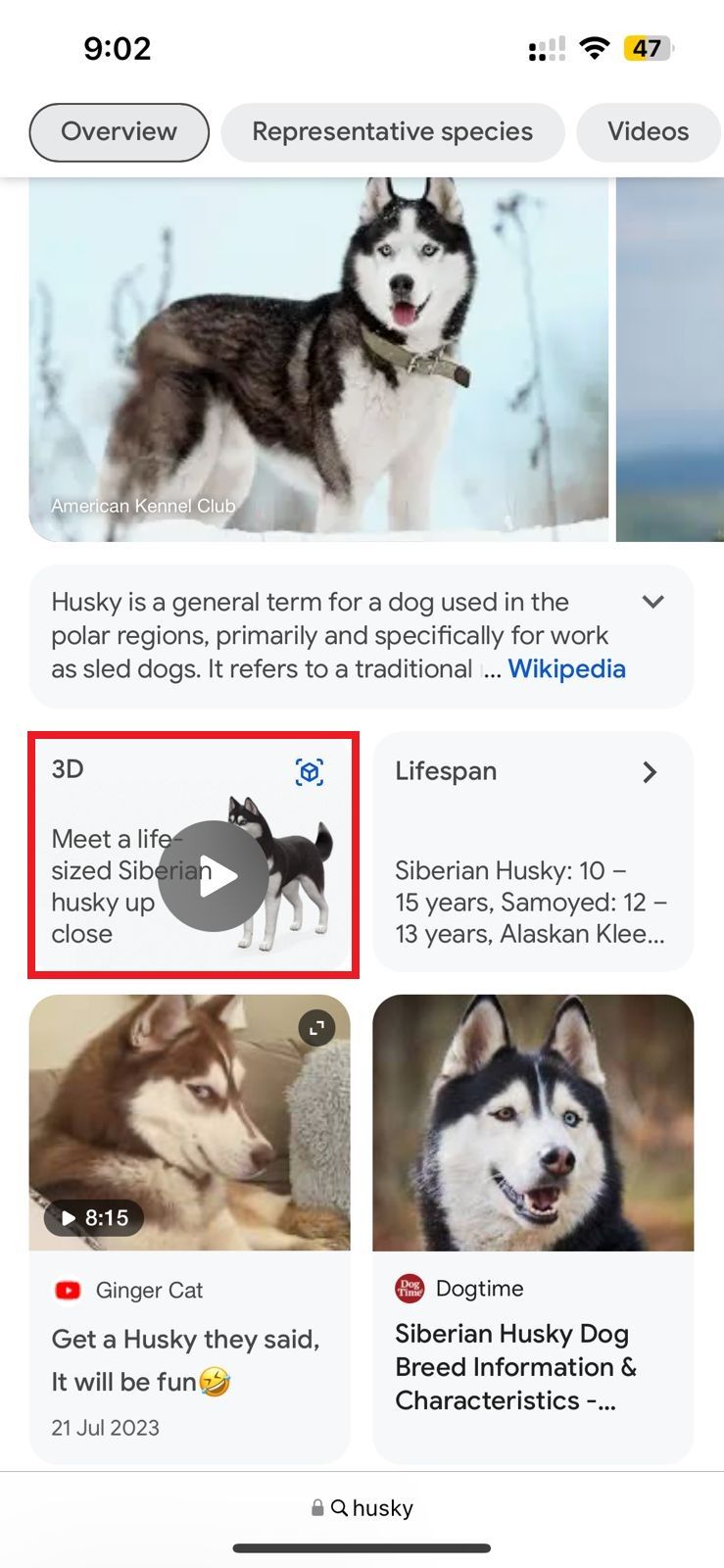 Captura de tela destacando 'Conheça de perto um husky em tamanho real' no navegador Safari no iPhone