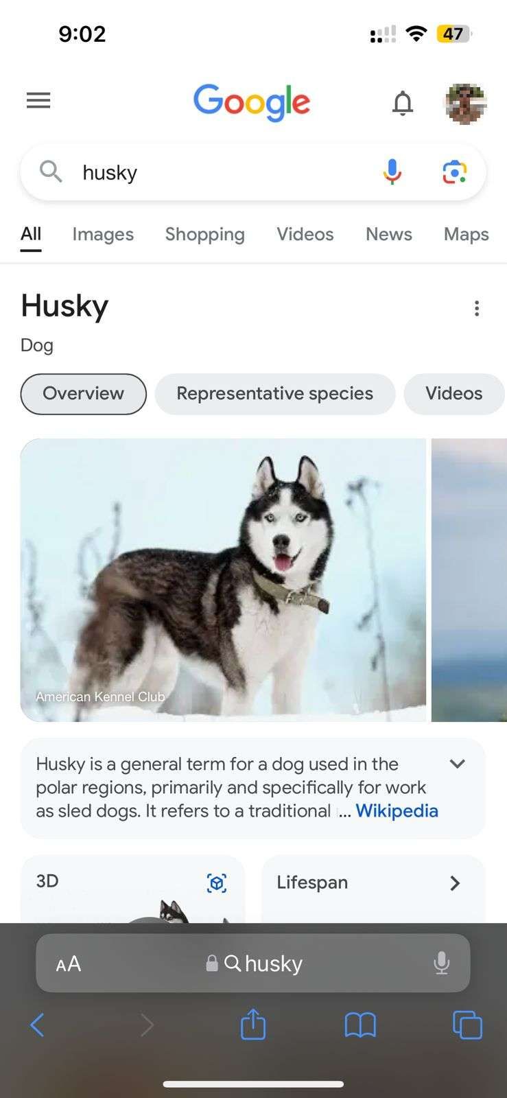 Captura de tela destacando o termo de pesquisa ‘husky’ no navegador Safari 