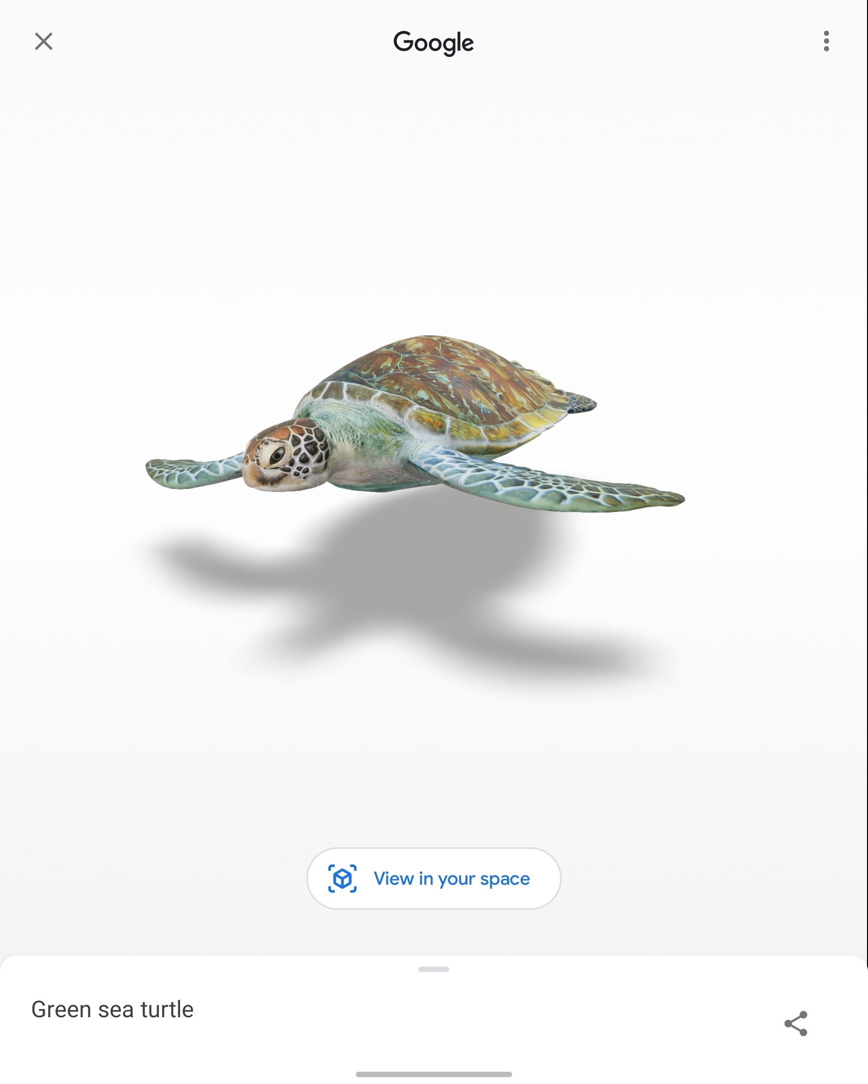 Captura de tela de uma tartaruga AR gerada pelo Google