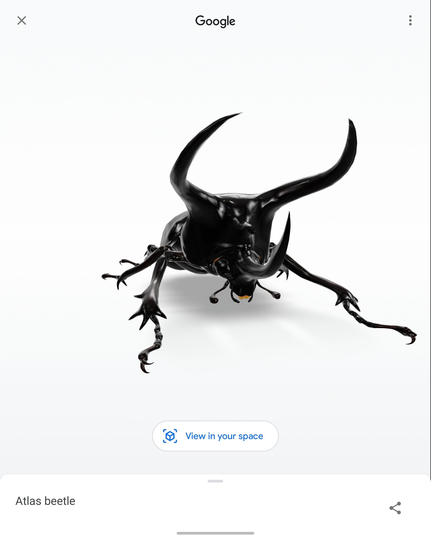 Captura de tela de um besouro 3D gerado pelo Google