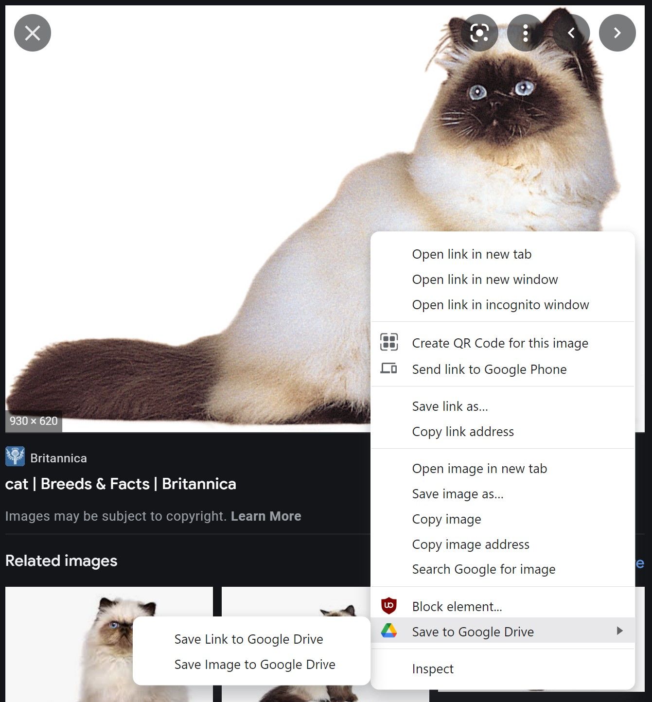 O menu do botão direito em uma imagem de um gato encontrado na pesquisa do Google com a opção Enviar para o Google Drive destacada