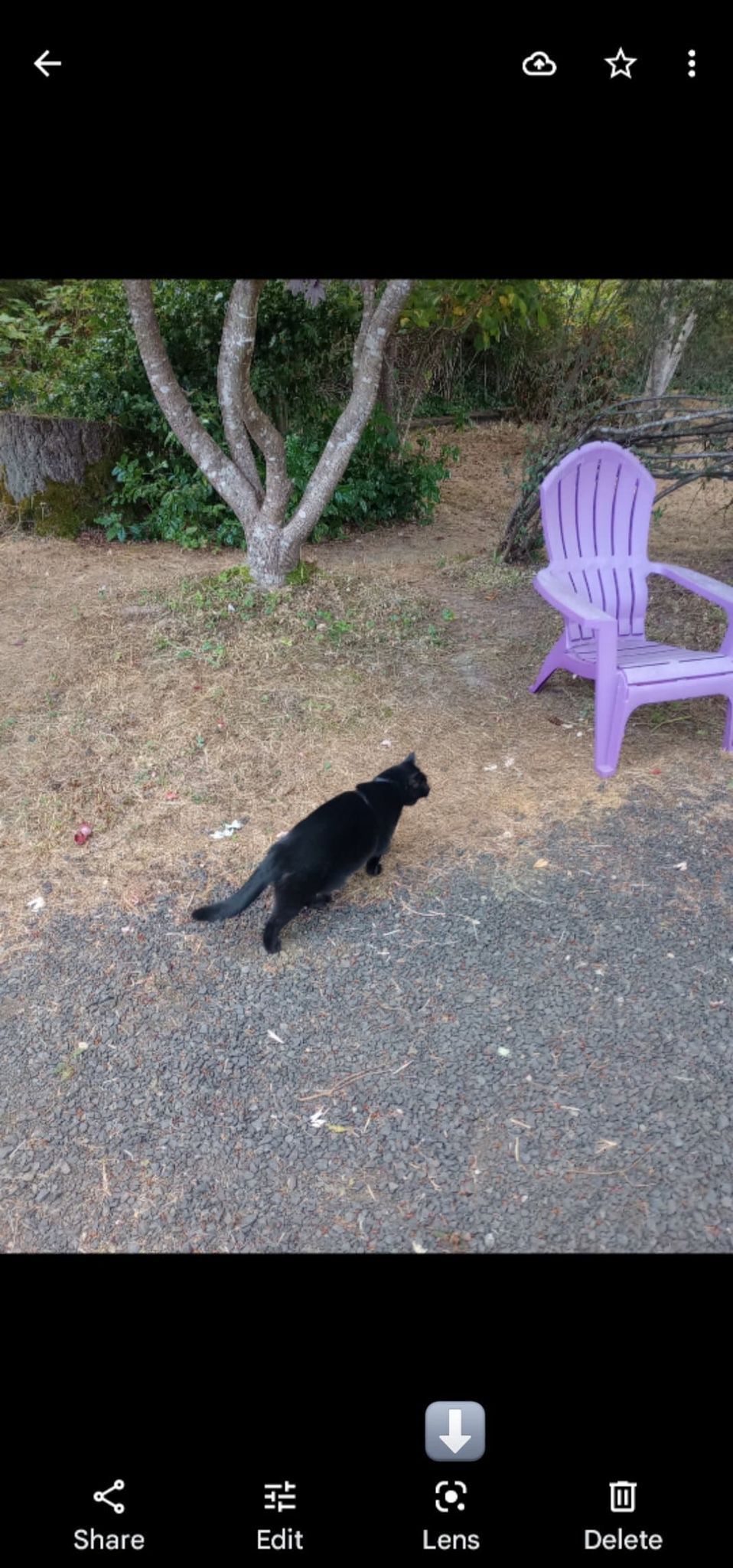 A imagem mostra a foto de um gato preto aberto no Google Fotos com uma seta apontando para o ícone da lente.