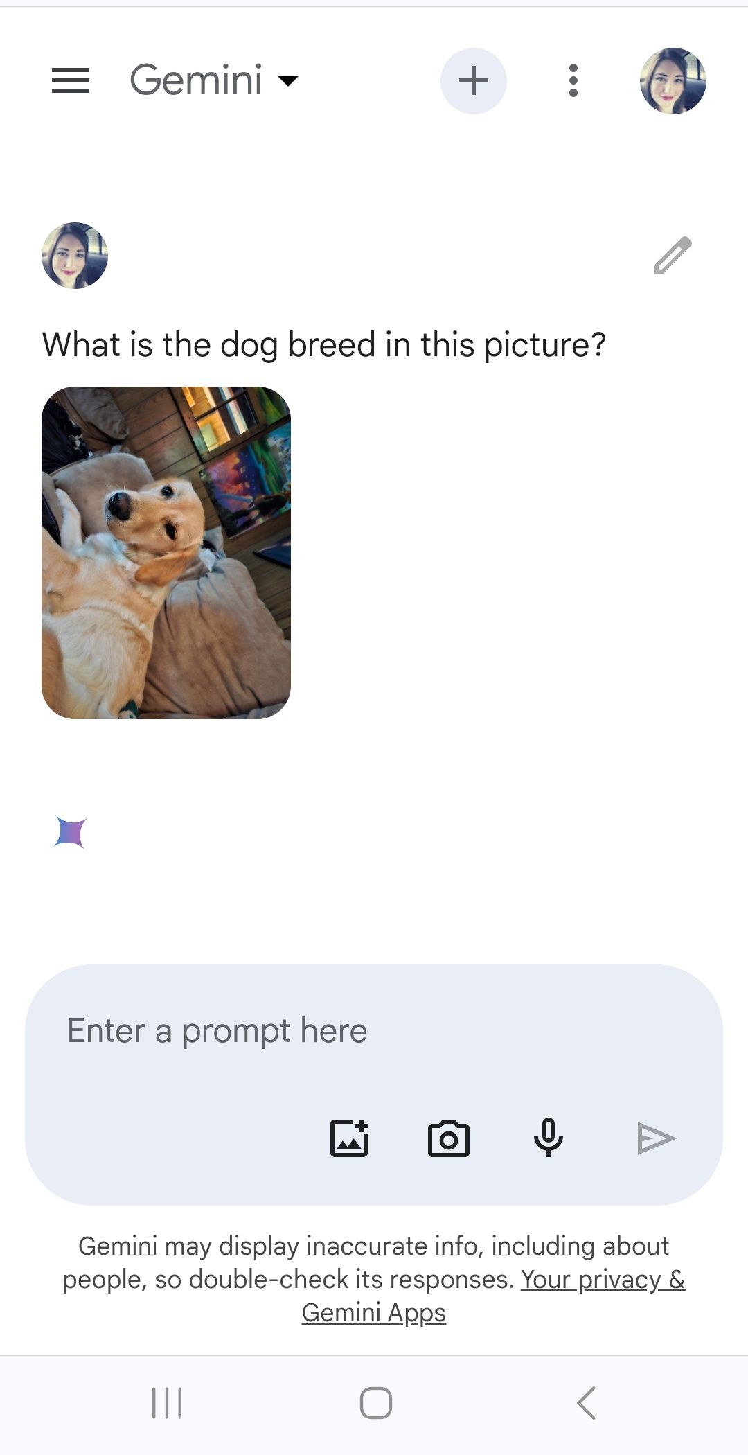 carreguei a foto do cachorrinho para o Gemini Google com uma pergunta acima da foto enviada