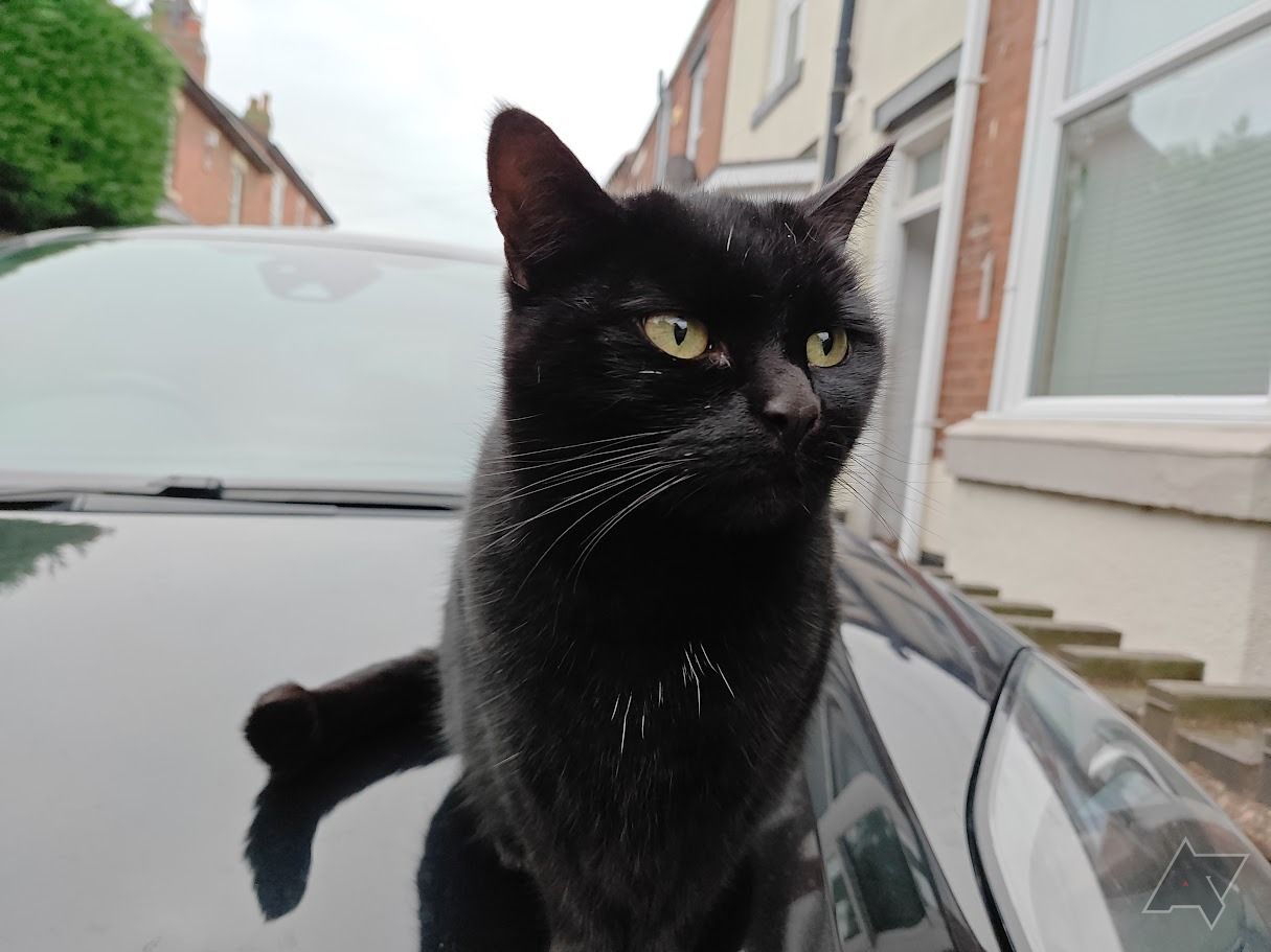 gato preto sentado no carro preto