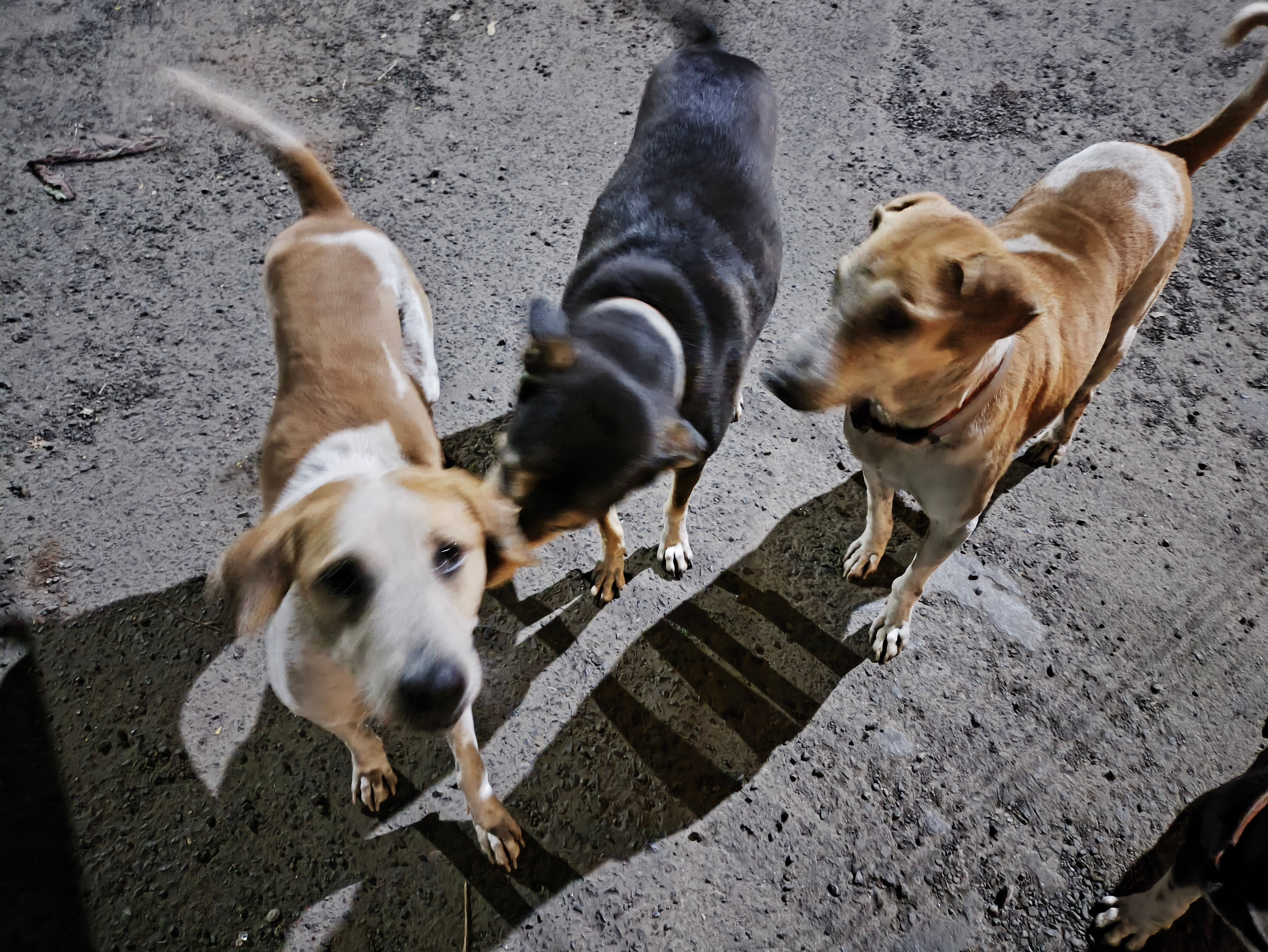 Amostra de câmera Poco X6 Pro mostrando um grupo de três cães.