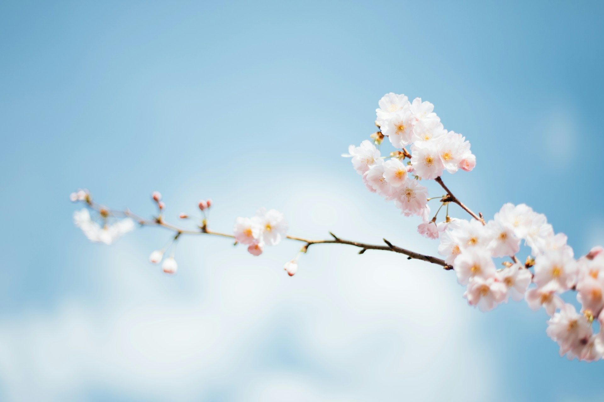 Uma fotografia de flores de cerejeira com um céu azul ao fundo
