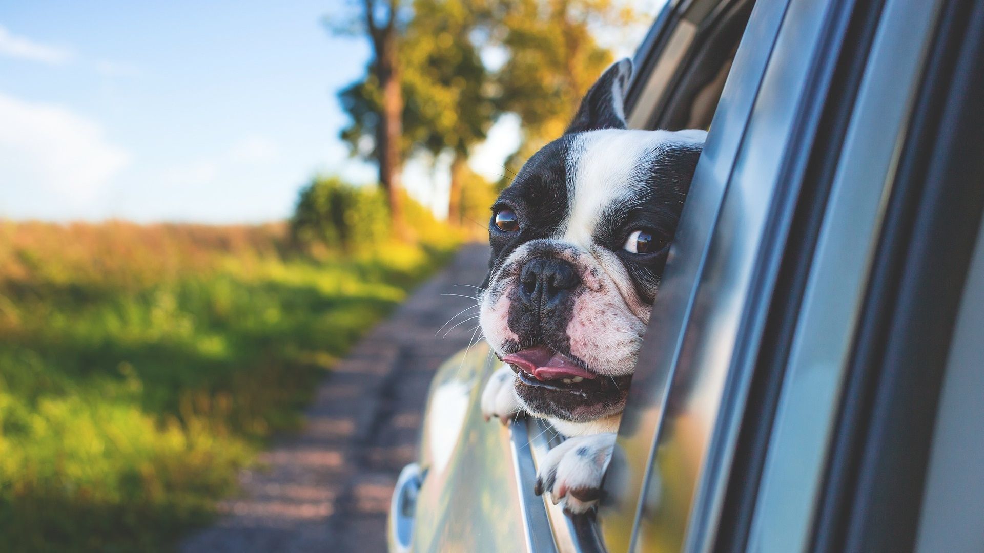 Cachorro olhando pela janela do carro nas estradas rurais