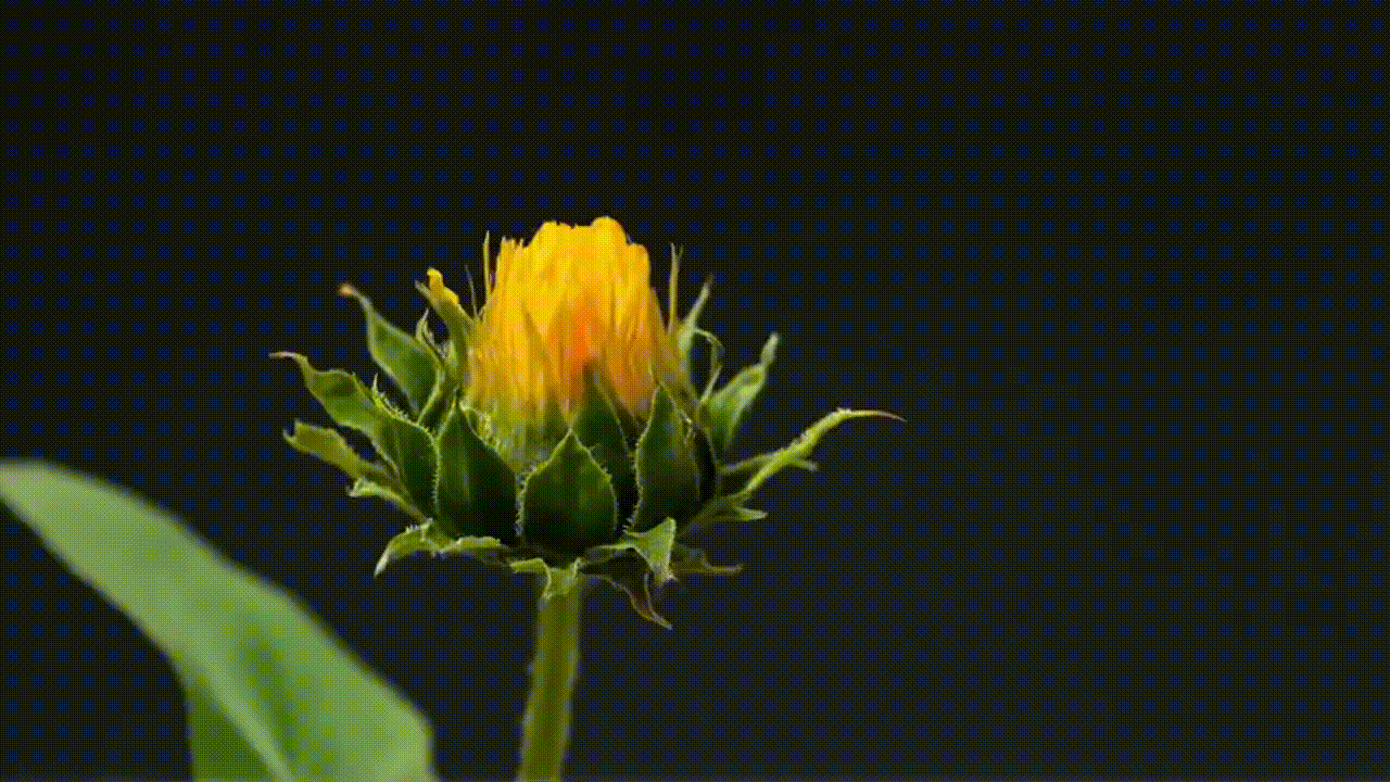 Um lapso de tempo de um girassol florescendo