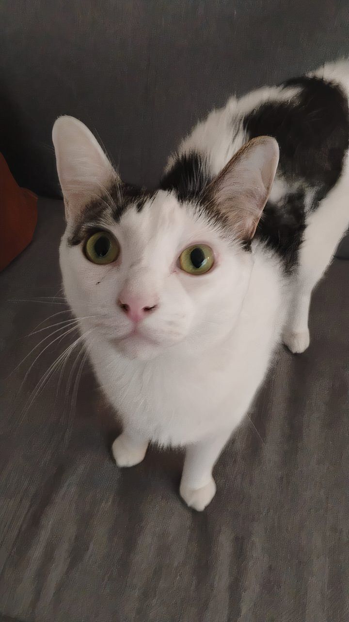 Moto G 5G 2024 Câmera Foto Gato