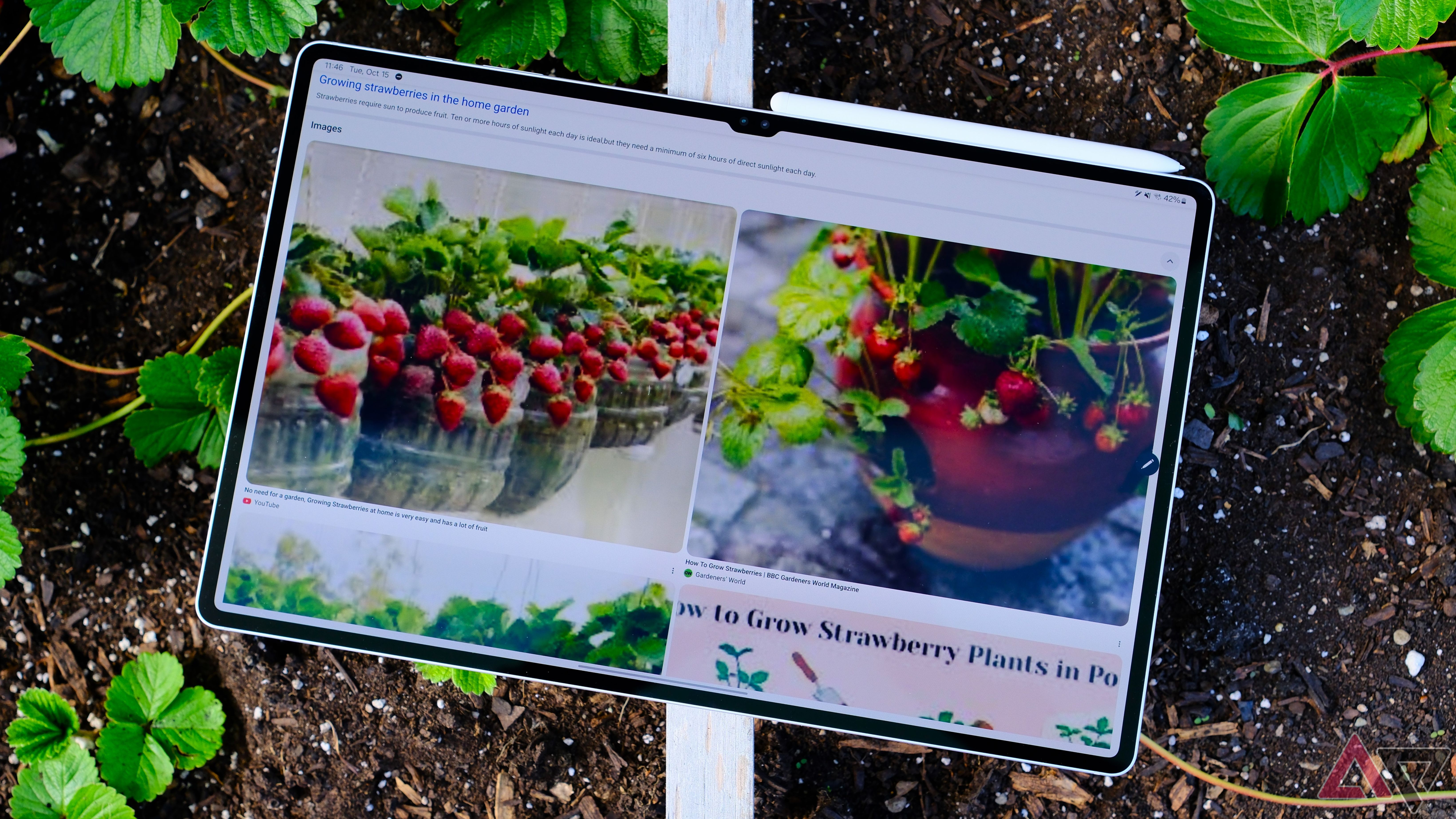 Samsung Galaxy Tab S10 Ultra procurando como cultivar morangos em canteiros de morangos