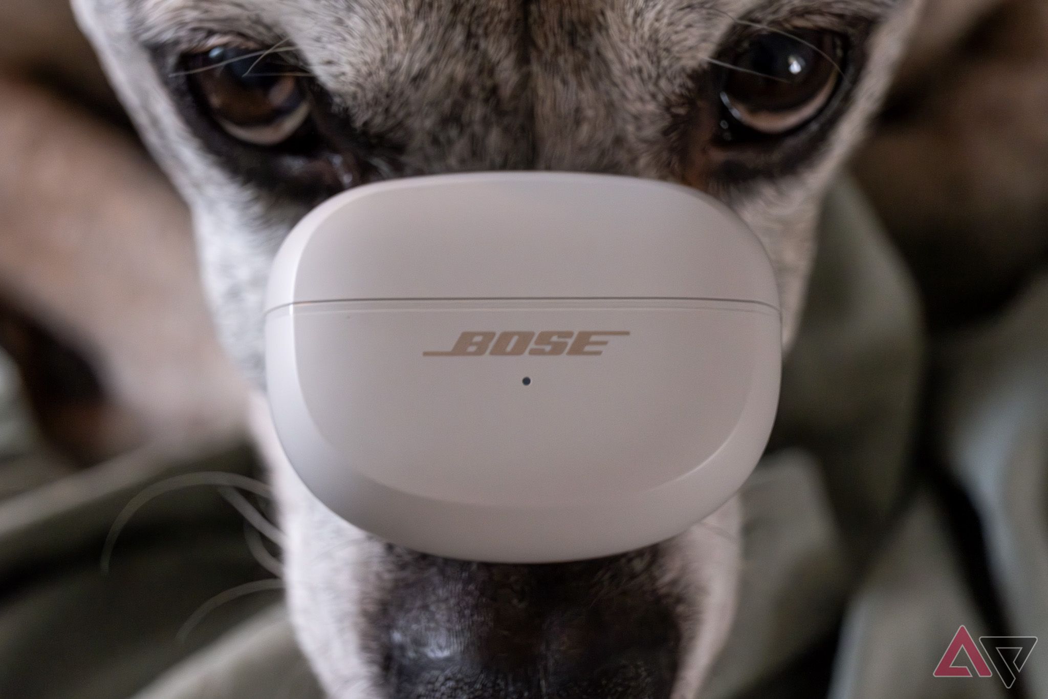 Os fones de ouvido Bose Ultra Open em seu estojo, equilibrados no focinho de um cachorro