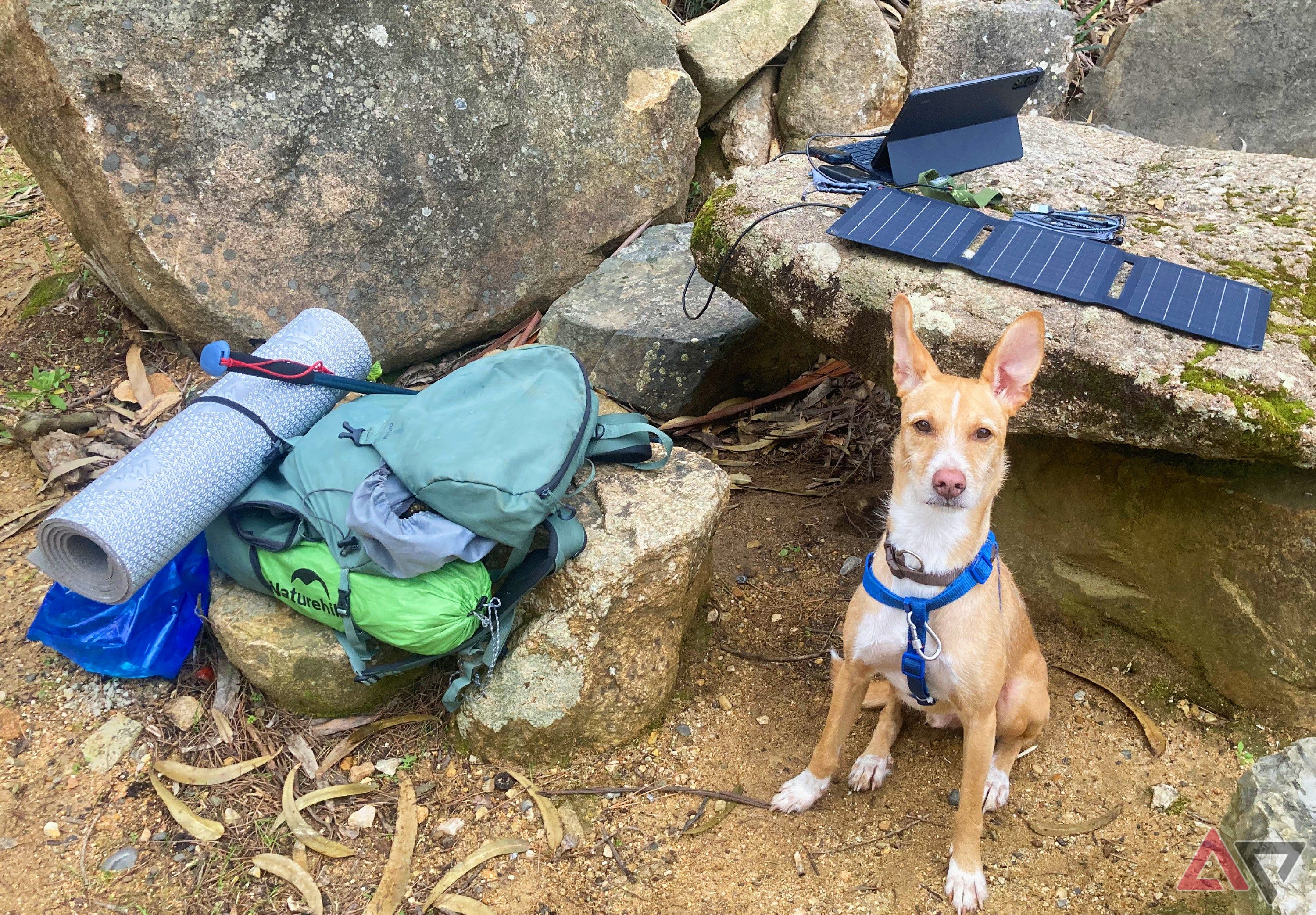 Gadgets dispostos em uma rocha na natureza, ao lado de uma mochila de caminhada e um cachorro marrom.